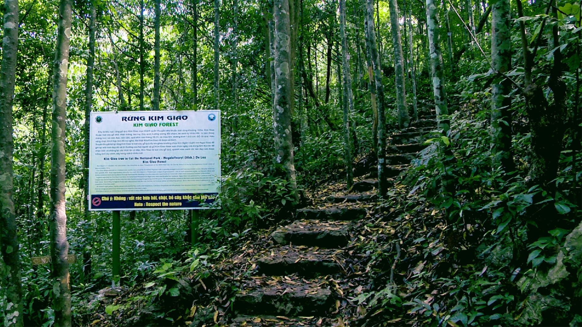 rừng Kim Giao
